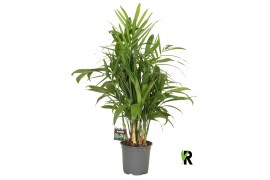 Chameadorea seifrizii Chamaedorea Seifrizii 1 pp