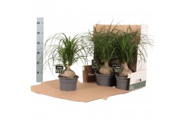 Beaucarnea recurvata Nolina bol in fust 352 1 tak/plnt 1 pp