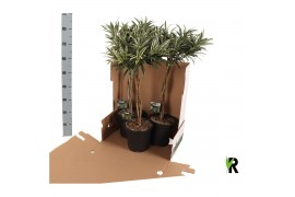 Dracaena reflexa Dracaena reflexa Valentina gevlochten stam in fust 35