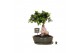 Ficus microcarpa ginseng Ficus micr. Ginseng in keram. ovaal schaal+sc 