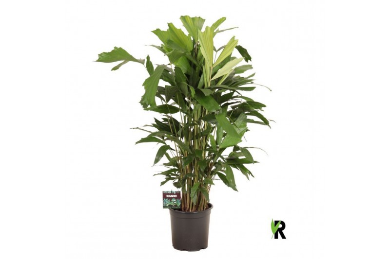 Caryota mitis Caryota mitis 1 pp 