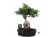 Ficus microcarpa ginseng Ficus micr. Ginseng in keramiek ovaal zwart 1 