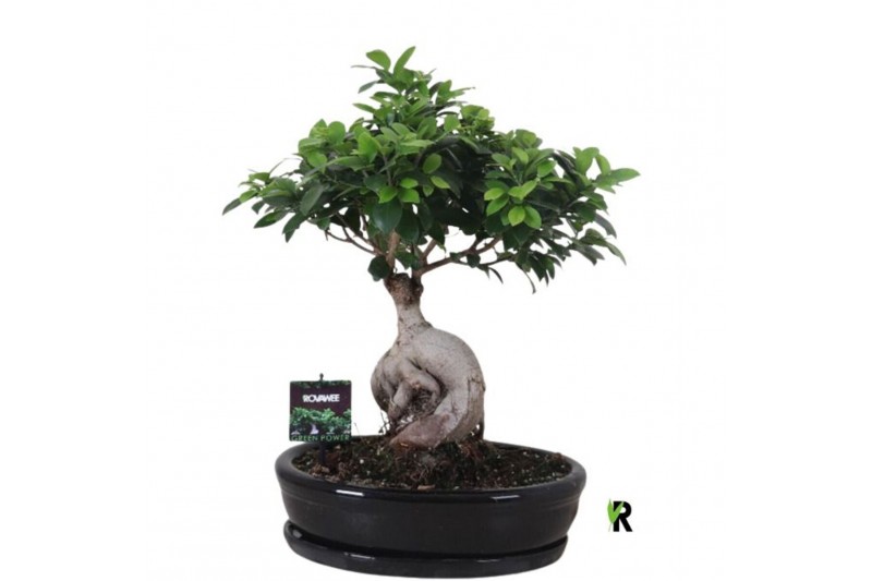 Ficus microcarpa ginseng Ficus micr. Ginseng in keramiek ovaal zwart 1 