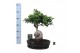 Ficus microcarpa ginseng Ficus micr. Ginseng in keramiek ovaal zwart 1 