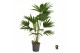 Palmen Livistona chinensis 3 pp 3 pp 