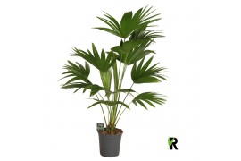 Palmen Livistona chinensis 3 pp 3 pp