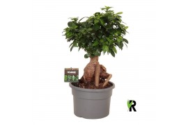 Ficus microcarpa ginseng Ficus micr. Ginseng wortel 1 pp