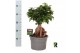 Ficus microcarpa ginseng Ficus micr. Ginseng wortel 1 pp 