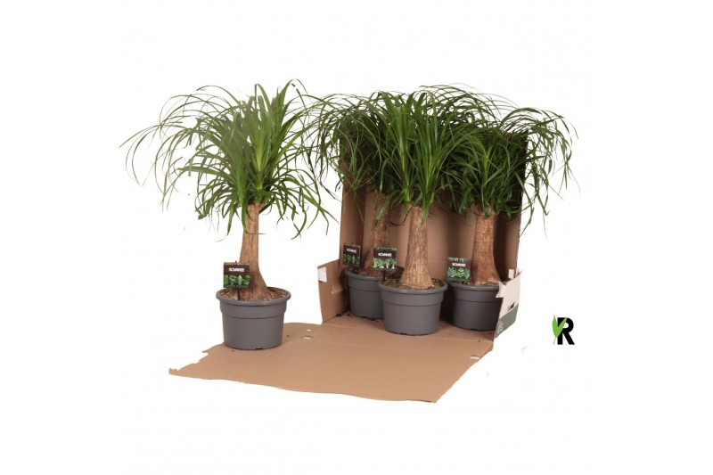 Beaucarnea recurvata Beaucarnea rec. rechte stam in fust 352 1 tak/pln 