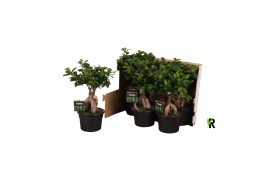 Ficus microcarpa ginseng Ficus micr. Ginseng in fust 348 1 pp