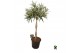 Dracaena reflexa Dracaena reflexa Valentina gevlochten stam 1 pp 3 tak 