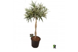 Dracaena reflexa Dracaena reflexa Valentina gevlochten stam 1 pp 3 tak