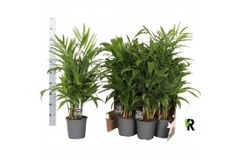 Chameadorea seifrizii Chamaedorea Seifrizii in fust 352 1 pp