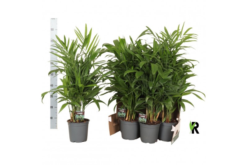 Chameadorea seifrizii Chamaedorea Seifrizii in fust 352 1 pp 