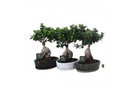Ficus microcarpa ginseng Ficus micr. ginseng in keramiek ovaal gemengd