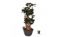 Polyscias fabian Polyscias Fabian bonsai 1 pp 