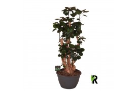 Polyscias fabian Polyscias Fabian bonsai 1 pp