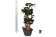 Polyscias fabian Polyscias Fabian bonsai 1 pp 