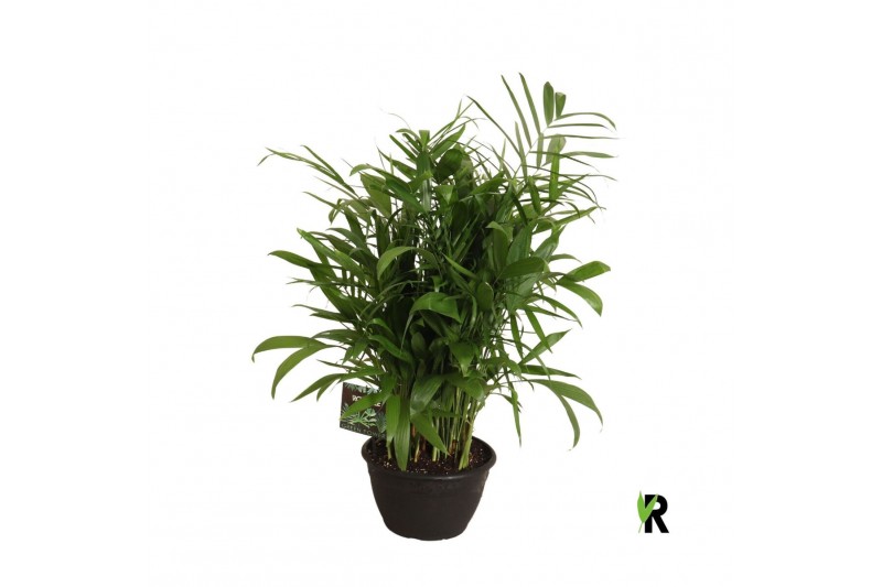 Chameadorea seifrizii Chamaedorea Seifrizii toef in sierpot 1 pp 