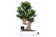 Ficus microcarpa ginseng Ficus micr. S-type in keram. ovale schaal met 