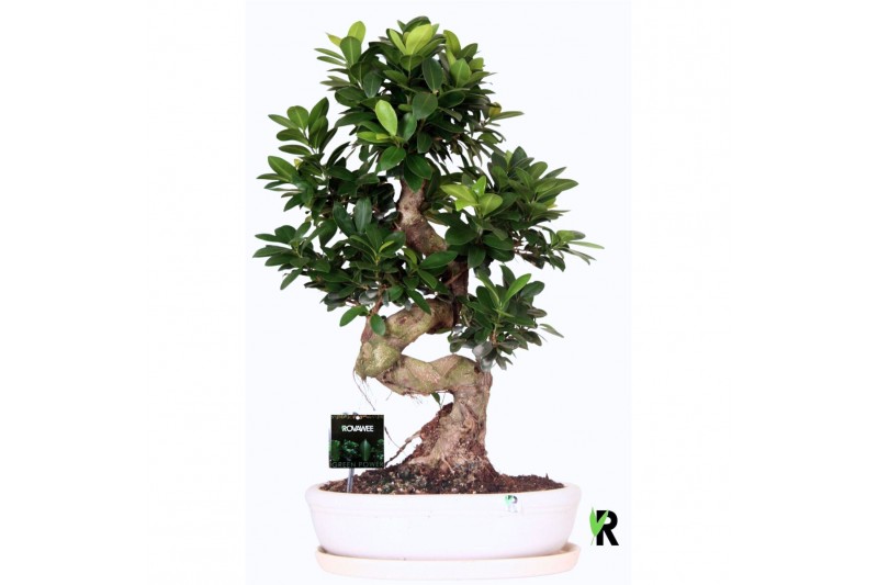 Ficus microcarpa ginseng Ficus micr. S-type in keram. ovale schaal met 