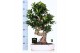 Ficus microcarpa ginseng Ficus micr. S-type in keram. ovale schaal met 