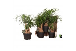 Beaucarnea recurvata Beaucarnea rec. vertakt in fust 352 3 tak/plnt 1 