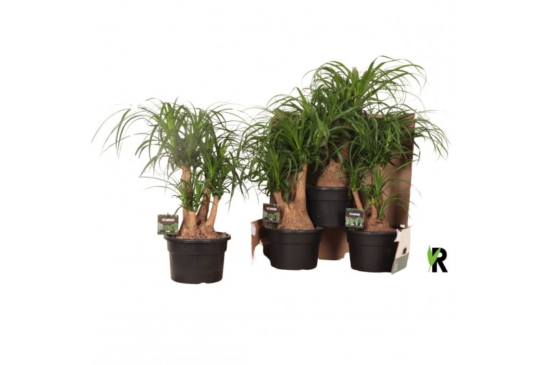 Beaucarnea recurvata Beaucarnea rec. vertakt in fust 352 3 tak/plnt 1  