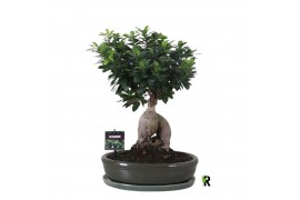 Ficus microcarpa ginseng Ficus micr. Ginseng in keramiek ovaal groen 1