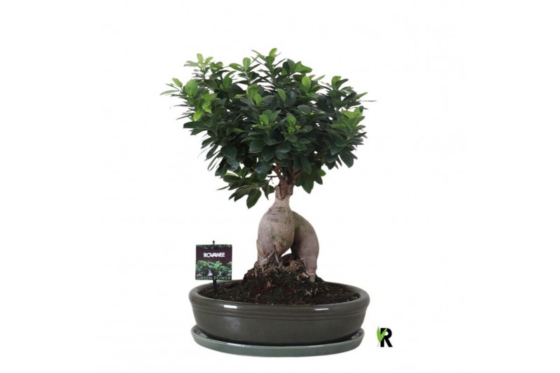 Ficus microcarpa ginseng Ficus micr. Ginseng in keramiek ovaal groen 1 