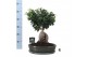 Ficus microcarpa ginseng Ficus micr. Ginseng in keramiek ovaal groen 1 