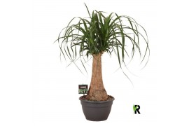 Beaucarnea recurvata Beaucarnea rec. rechte stam 1 tak/plnt 1 pp