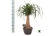 Beaucarnea recurvata Beaucarnea rec. rechte stam 1 tak/plnt 1 pp 