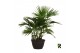 Palmen Livistona chinensis 6 per pot 6 pp 4 tak/plnt 