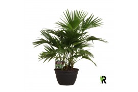 Palmen Livistona chinensis 6 per pot 6 pp 4 tak/plnt