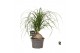 Beaucarnea recurvata Nolina bol 1 tak/plnt 1 pp 