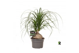 Beaucarnea recurvata Nolina bol 1 tak/plnt 1 pp