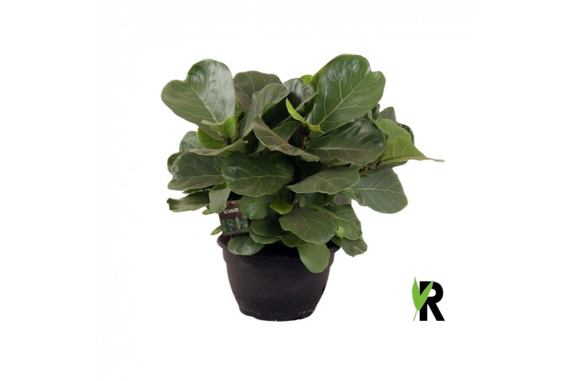 Ficus lyrata Ficus Lyrata ´Clumb´ 1 pp 