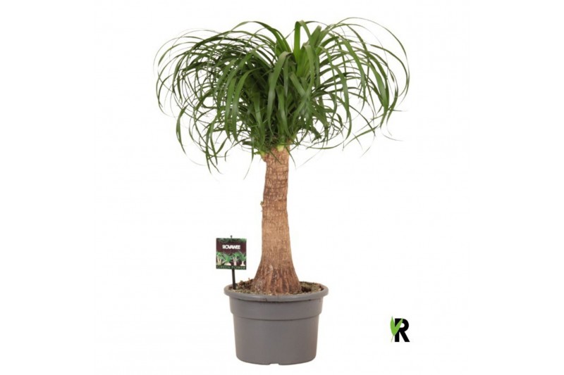 Beaucarnea recurvata Beaucarnea rec. rechte stam 1 tak/plnt 1 pp 