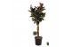 Ficus elastica burgundy Ficus elastica Burgundy gevlochten stam 4 pp 