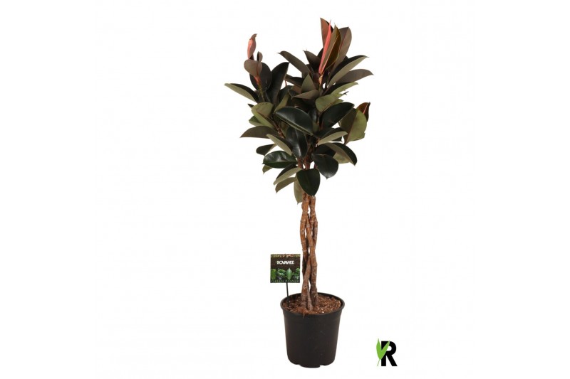 Ficus elastica burgundy Ficus elastica Burgundy gevlochten stam 4 pp 