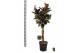 Ficus elastica burgundy Ficus elastica Burgundy gevlochten stam 4 pp 