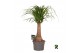 Beaucarnea recurvata Beaucarnea rec. rechte stam 1 tak/plnt 1 pp 