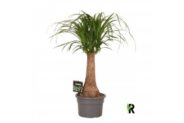 Beaucarnea recurvata Beaucarnea rec. rechte stam 1 tak/plnt 1 pp