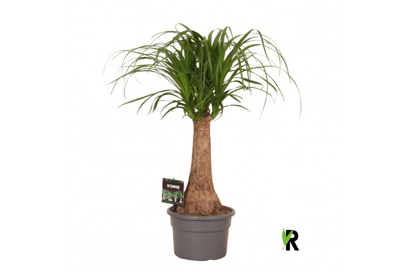 Beaucarnea recurvata Beaucarnea rec. rechte stam 1 tak/plnt 1 pp 