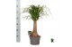 Beaucarnea recurvata Beaucarnea rec. rechte stam 1 tak/plnt 1 pp 