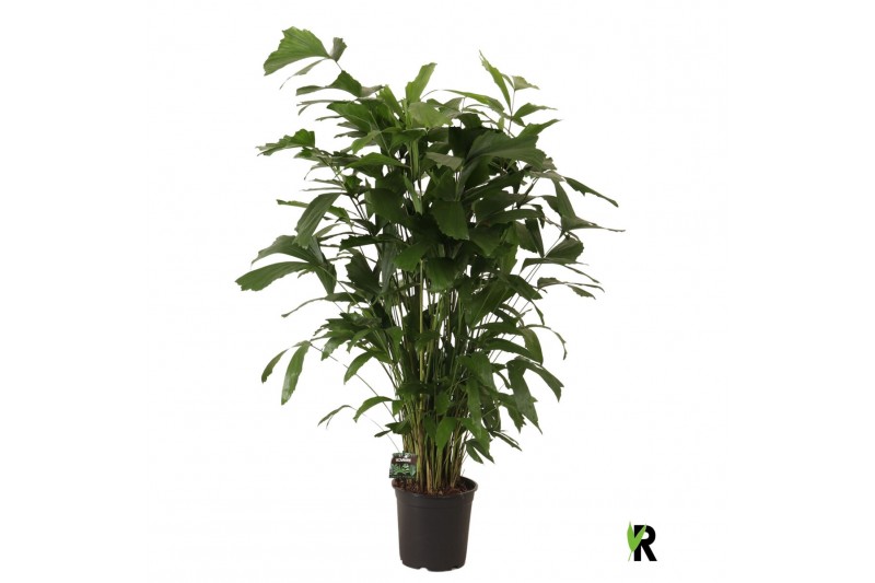 Caryota mitis Caryota mitis 1 pp 