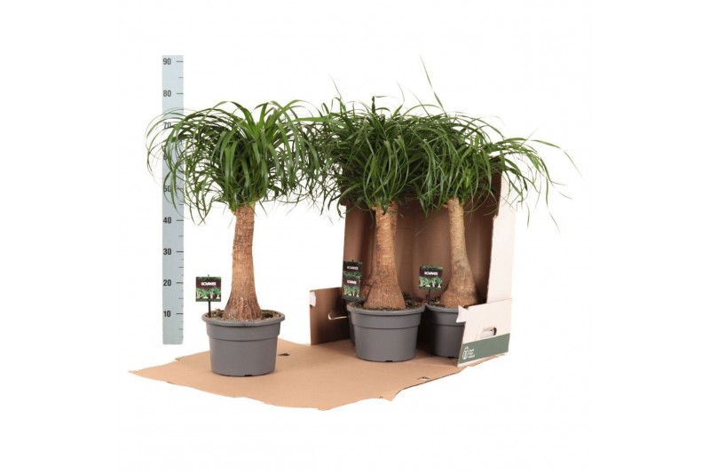 Beaucarnea recurvata Beaucarnea rec. rechte stam in fust 352 1 tak/pln 