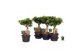 Ficus microcarpa ginseng Ficus micr. Ginseng in fust 955 1 pp