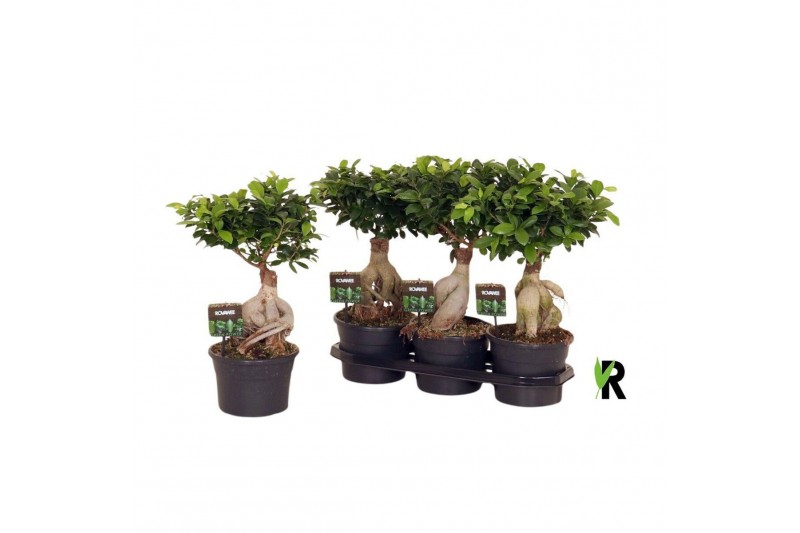 Ficus microcarpa ginseng Ficus micr. Ginseng in fust 955 1 pp 